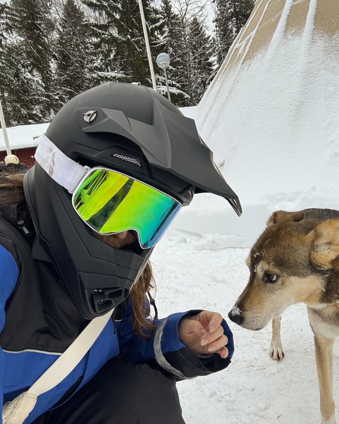 Huskies en laponie suedoise